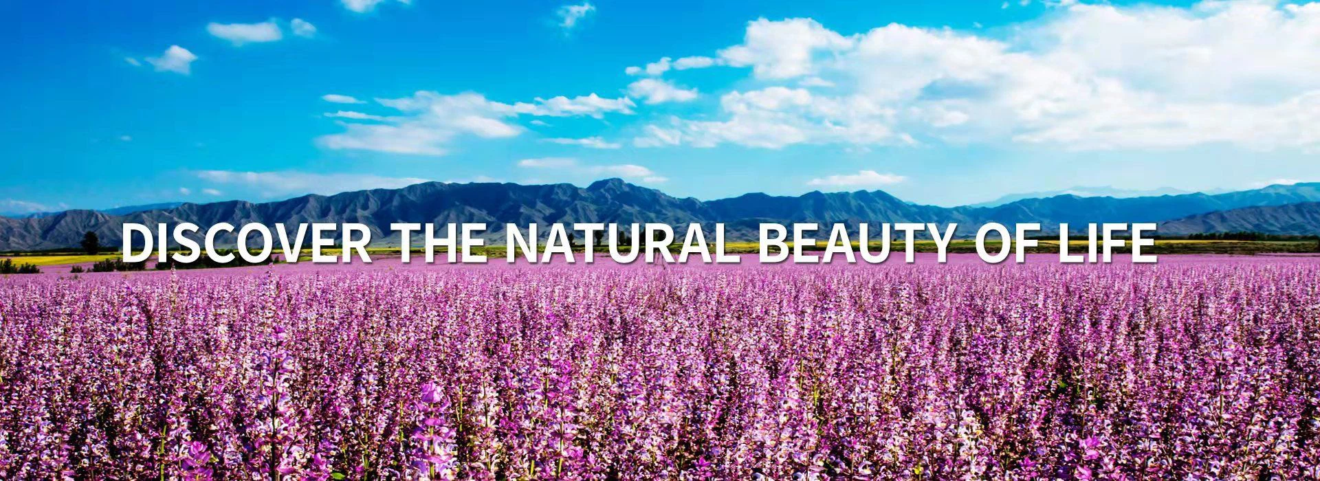 轉(zhuǎn)自中國網(wǎng)：“天美生物：20年深耕香紫蘇技術(shù)研發(fā)服務(wù)大健康產(chǎn)業(yè)高質(zhì)量發(fā)展”